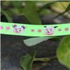 Order  Animal Cuties - Lamb Face Lime